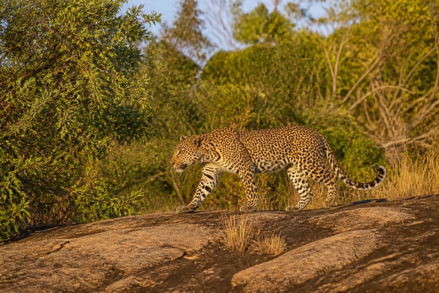 Sigiriya, Hiriwadunna, and Dambulla heritage experiences