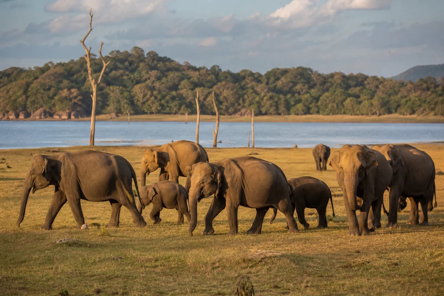 Wild Sri Lanka: Safari & Coastal Expedition