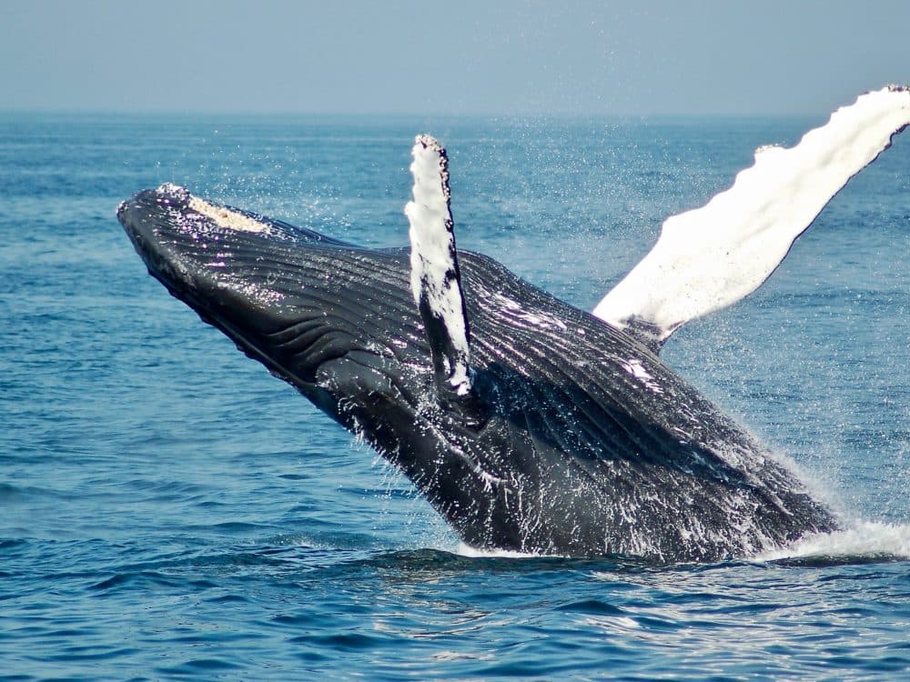 Trincomalee Whales & Waves Trincomalee, Sri Lanka — luxury destination