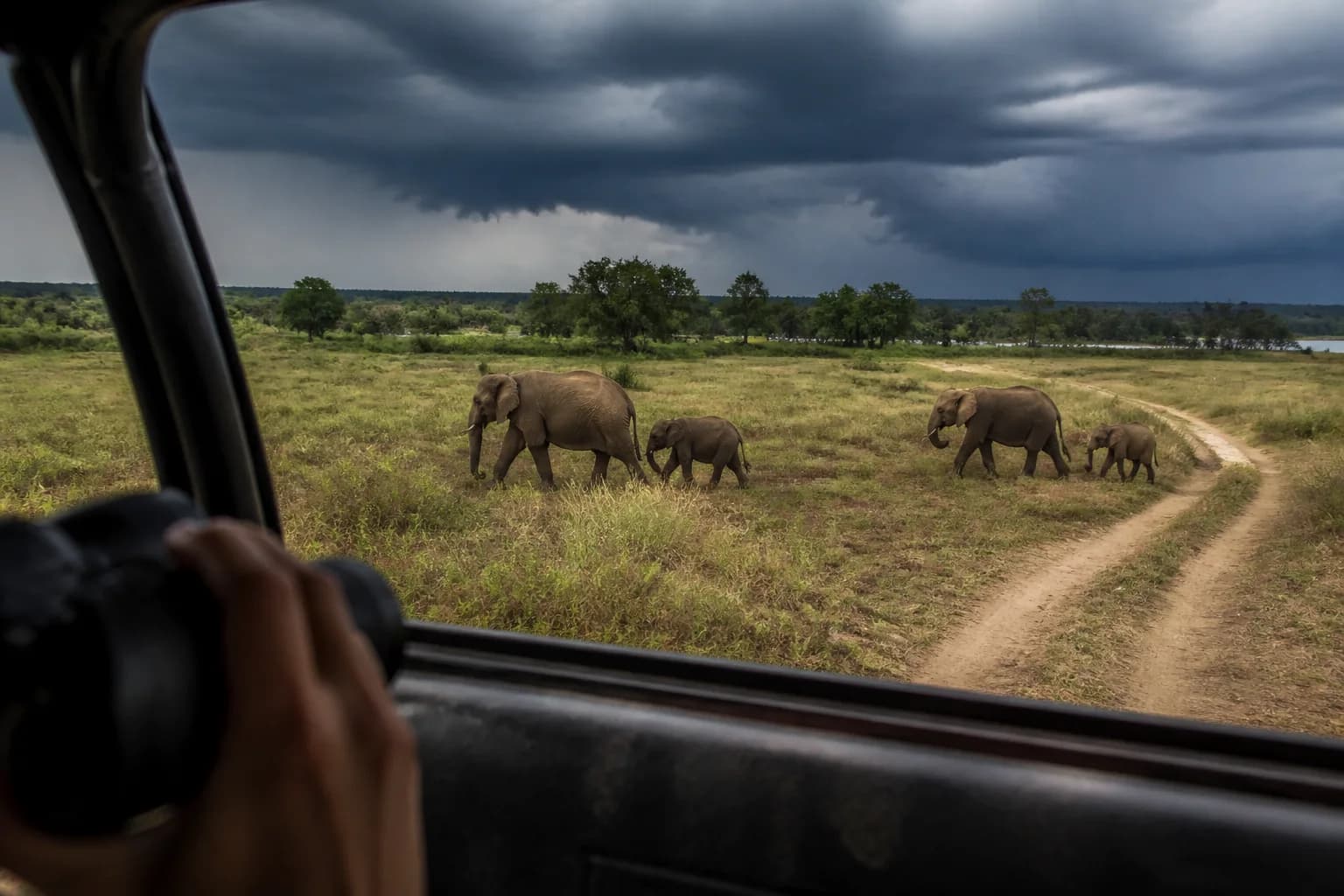 Elephants Under Monsoon Skies